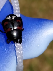 Hister quadrimaculatus