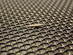 Ceromitia leptosticta