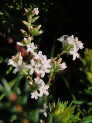 Leucopogon microphyllus