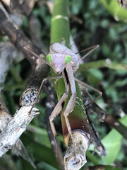 Paramantis victoriana