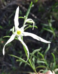 Anthocercis angustifolia