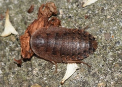Opisthoplatia orientalis