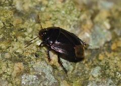 Macroscytus
