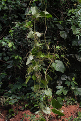 Dioscorea preussii