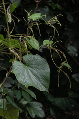 Dioscorea preussii