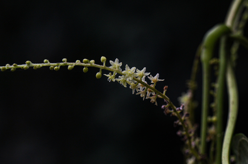 Dioscorea preussii