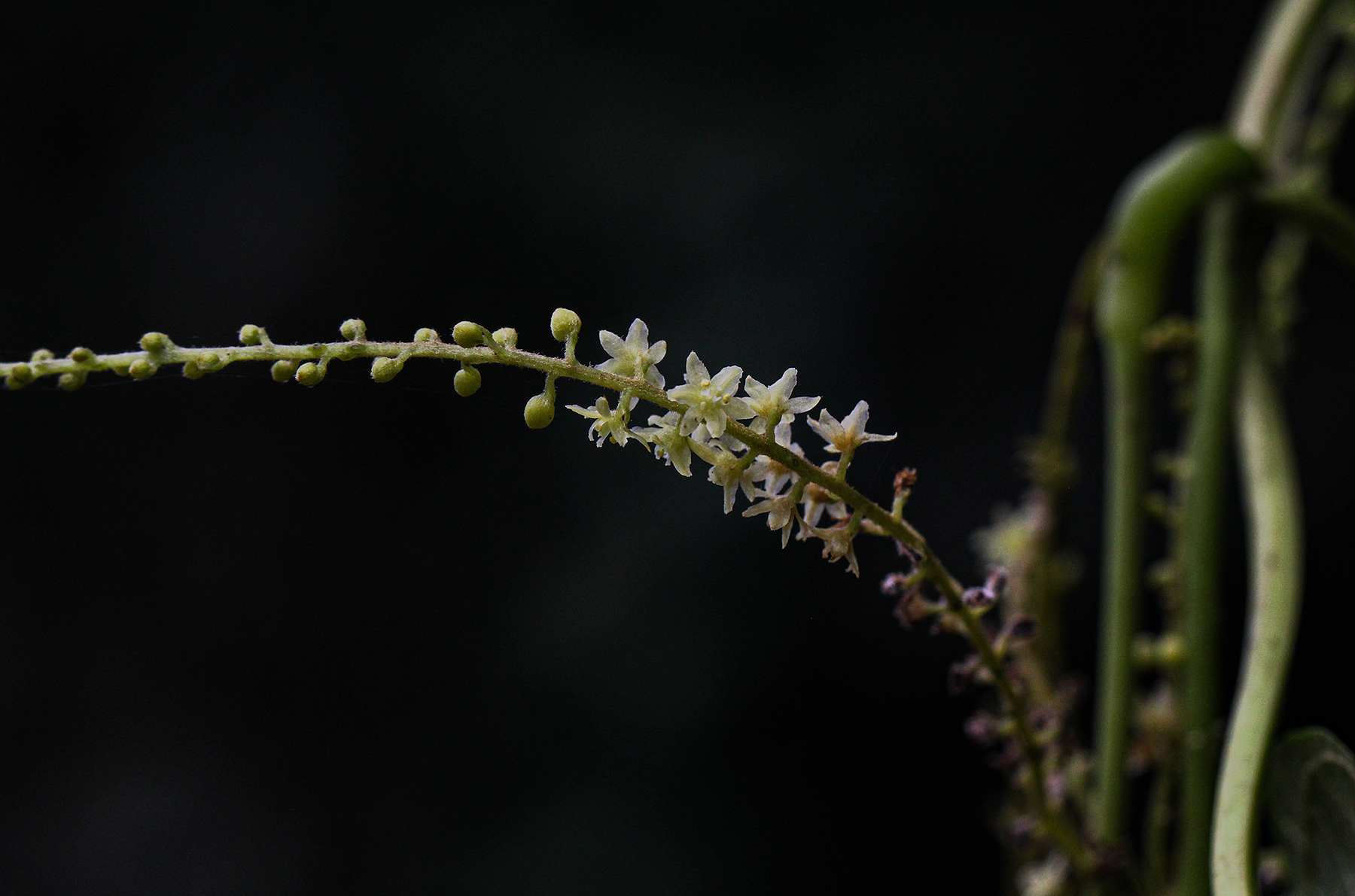 Dioscorea preussii
