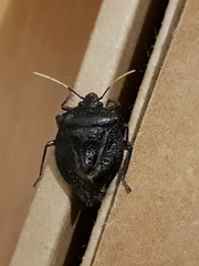 Antiteuchus mixtus
