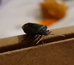 Antiteuchus mixtus