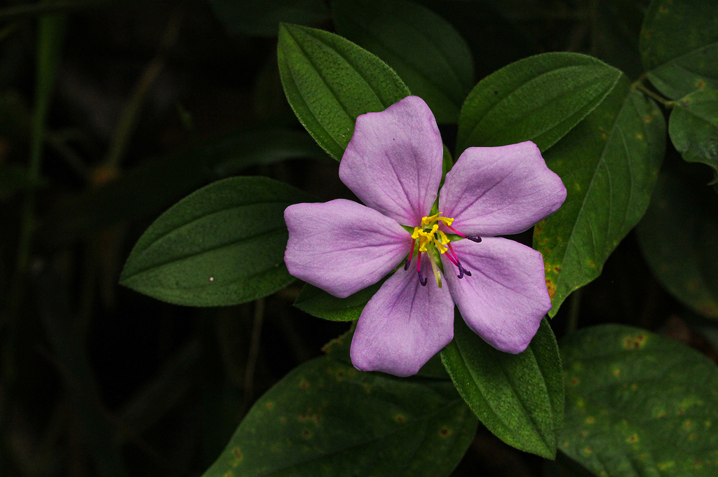 Heterotis decumbens