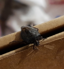 Antiteuchus mixtus