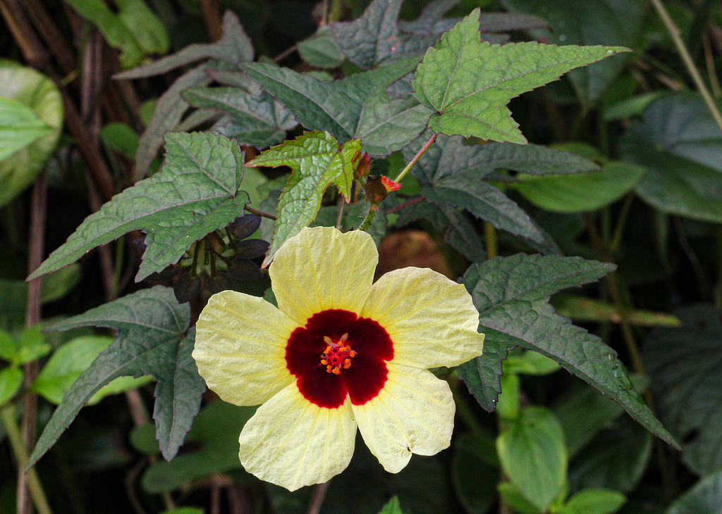 Hibiscus surattensis (Hibiscus surattensis)