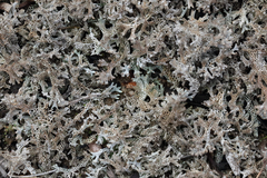 Pulchrocladia retipora