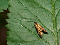 Nemophora degeerella