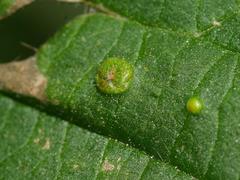 Puccinia urticata