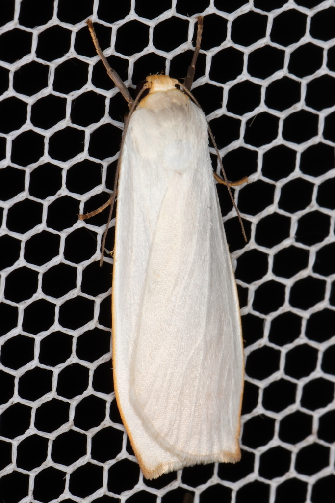 Hesychopa