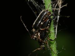 Grammoptera abdominalis