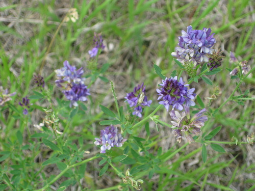 Alfalfa
