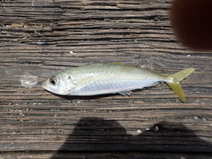 Decapterus punctatus