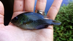 Lepomis punctatus