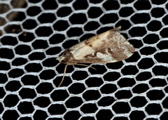 Philenora chionastis
