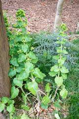 Scrophularia vernalis