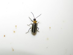 Acalymma trivittatum