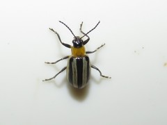 Acalymma trivittatum