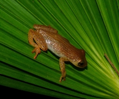 Dendropsophus haraldschultzi