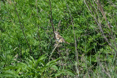 Acrocephalus arundinaceus