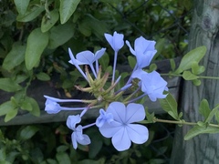 Plumbago auriculata