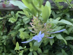 Plumbago auriculata