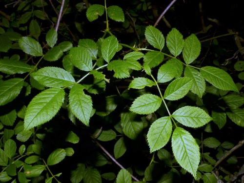 Rosa multiflora iNat (2)