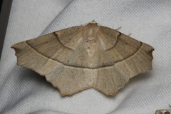 Gerinia honoraria