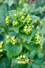 Scrophularia vernalis