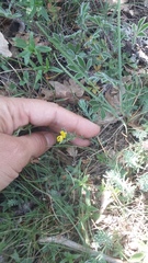Genista albida