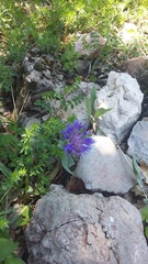 Centaurea fuscomarginata