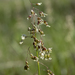 Anthoxanthum hirtum - Photo (c) aarongunnar, algunos derechos reservados (CC BY), subido por aarongunnar