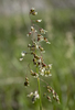 Northern Sweetgrass - Photo (c) aarongunnar, some rights reserved (CC BY), uploaded by aarongunnar