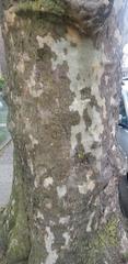 Platanus occidentalis