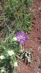 Centaurea fuscomarginata