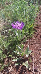 Centaurea fuscomarginata