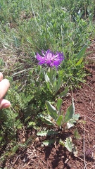 Centaurea fuscomarginata