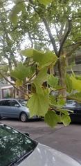 Platanus occidentalis