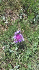 Centaurea fuscomarginata