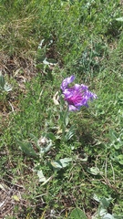 Centaurea fuscomarginata