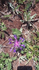 Centaurea fuscomarginata