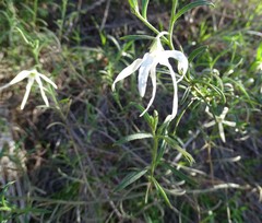 Anthocercis angustifolia