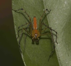 Oxyopes