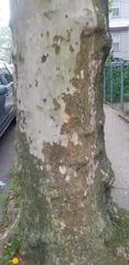 Platanus occidentalis